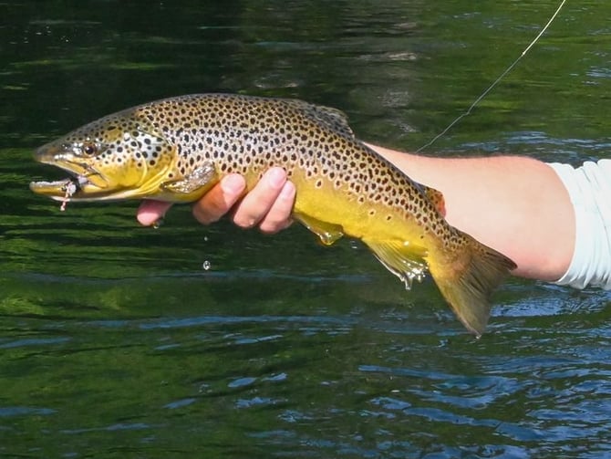Brown trout caught fly fishing on the White River, Arkansas